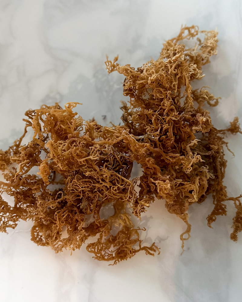 10 Surprising Benefits of Sea Moss for Your Health